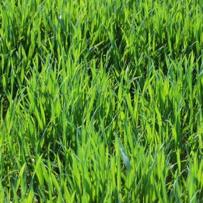 crabgrass lifecycle and how to eliminate it