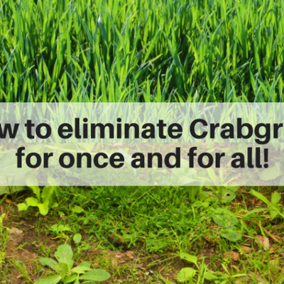 How to eliminate crabgrass for once and for all | Lawn Solutions in Fairfield County CT