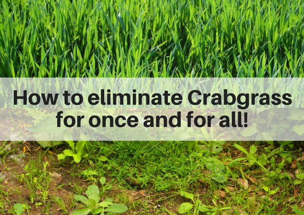How to eliminate crabgrass for once and for all | Lawn Solutions in Fairfield County CT
