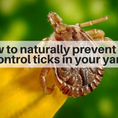 How to naturally prevent and control ticks inyour yard - Fairfield County CT