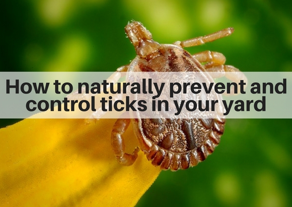 How to naturally prevent and control ticks inyour yard - Fairfield County CT