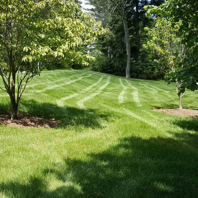 Watering your lawn: Shady vs Sunny areas of lawn - how best to water the different areas