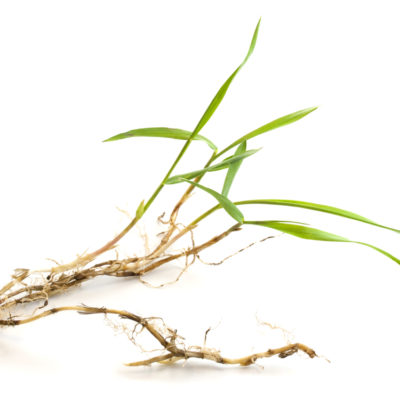 prevent crabgrass from germinating and growing | Fairfield County Connecticut