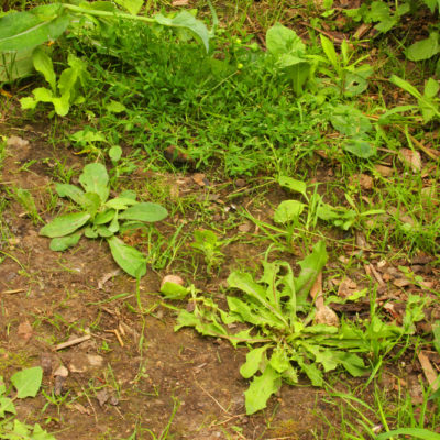 how to get rid of crabgrass and other weeds