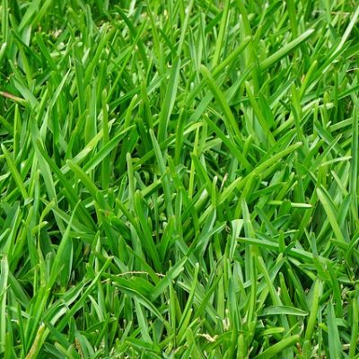 preventing crabgrass growth in Fairfield CT