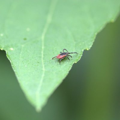 naturally prevent and control ticks in Fairfield, CT