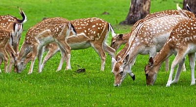 preventing deer on your lawn by using deer spray | Fairfield County CT