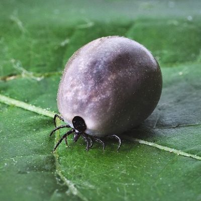 controlling ticks on your property in Fairfield County CT