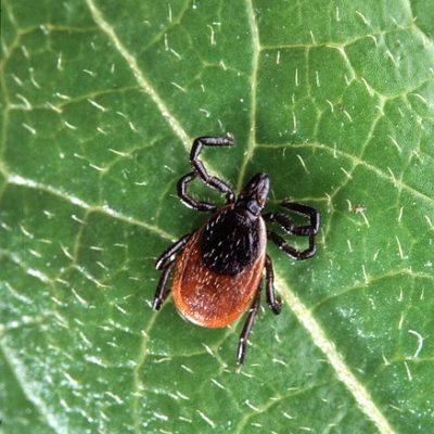 prevent ticks in your yard | tick control in Fairfield Connecticut | prevent and control ticks