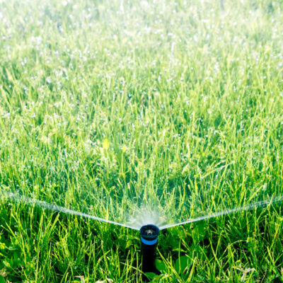 avoid watering lawn too frequently - how to avoid crabgrass from growing