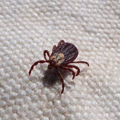 tick prevention and tips in Fairfield County CT