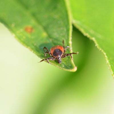 tick prevention in Fairfield County CT | prevent and control ticks