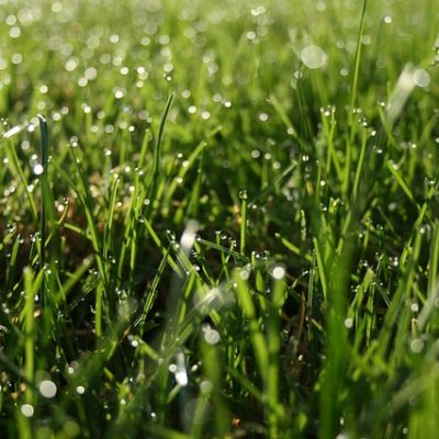 mistakes homeowners make while watering their lawns | Fairfield CT